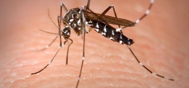 Προστασία από τα κουνούπια με φυσικούς τρόπους