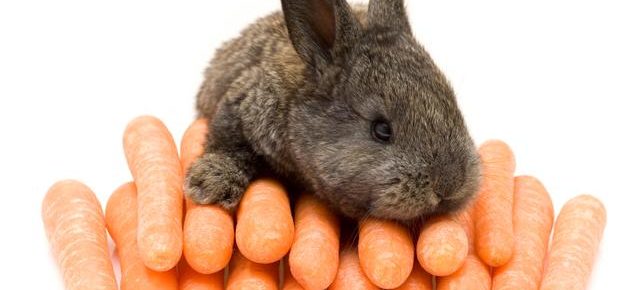 Τους ξύπνησε το (πολύ) καρότο