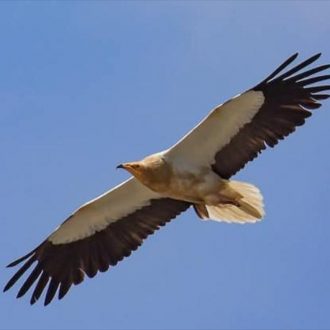 Γυπαετός: Την πήγε για παϊδάκι;