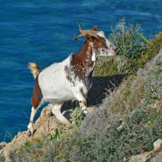 Ο τράγος έφαγε την σακούλα με την τυρόπιτα