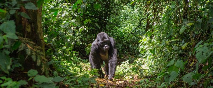 Στη σαβάνα της Αφρικής