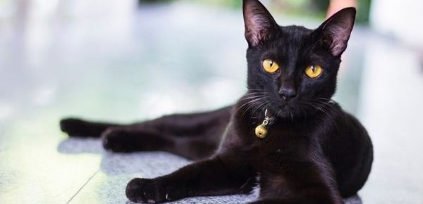 Είσαι γρουσούζης Είσαι γρουσούζης