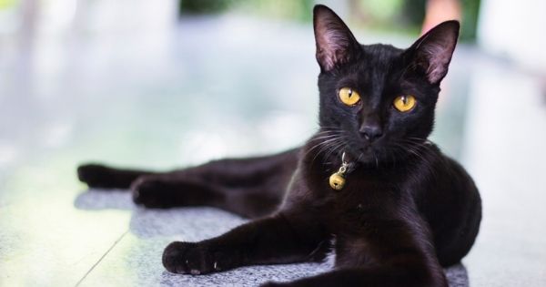 Η μαυρόγατα