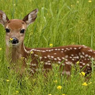 Έλενα: Το πρώτο της διάστρεμμα