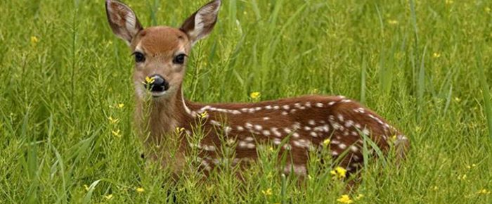 Έλενα: Το πρώτο της διάστρεμμα