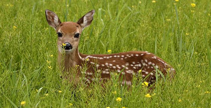 Έλενα: Το πρώτο της διάστρεμμα Έλενα: Το πρώτο της διάστρεμμα